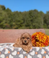Benny, a male Cavapoo for sale in Dickson, TN – 3 of 6