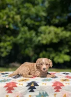 Boomer, a male Bernese Mountain Dog and Miniature Bernedoodle for sale in Dickson, TN – 2 of 8