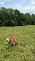 Rigby, a male Cavapoo for sale in Dickson, TN – 6 of 9