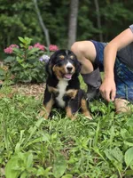 Trooper, a male Bernese Mountain Dog for sale in Dickson, TN – 2 of 6