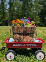 Diego, a male Cavapoo for sale in Dickson, TN – 3 of 7