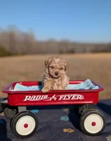 Elsa, a female Cavapoo for sale in Dickson, TN – Photo 1 of 4
