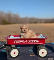Elsa, a female Cavapoo for sale in Dickson, TN – Photo 3 of 4
