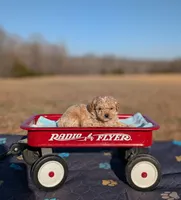 Elsa, a female Cavapoo for sale in Dickson, TN – Photo 2 of 4