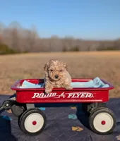 Elsa, a female Cavapoo for sale in Dickson, TN – Photo 4 of 4