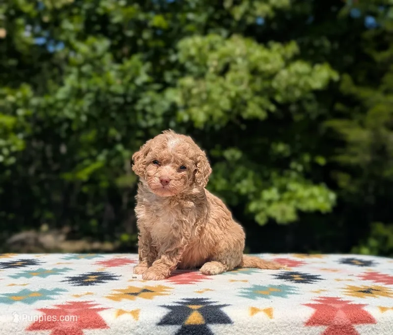 Gemma – Bernese Mountain Dog, Miniature Bernedoodle puppy for sale in Dickson, TN