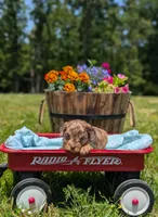 Bandit, a male Cavapoo for sale in Dickson, TN – 2 of 8
