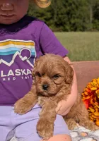 Benny, a male Cavapoo for sale in Dickson, TN – 4 of 6