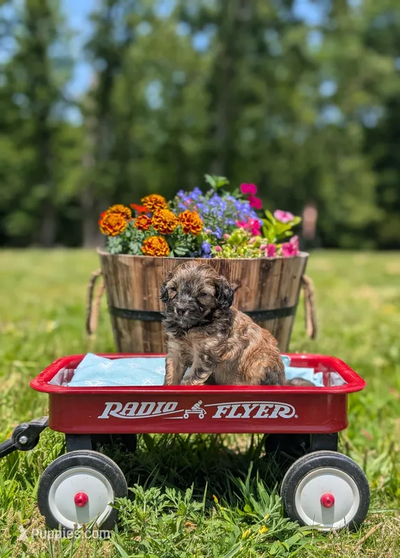 Moose, a male Cavapoo for sale in Dickson, TN – 1 of 7