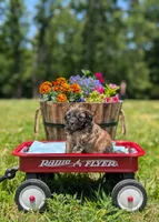 Moose, a male Cavapoo for sale in Dickson, TN – 1 of 7