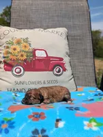 Cece, a female Bernese Mountain Dog and Miniature Bernedoodle for sale in Dickson, TN – Photo 2 of 4