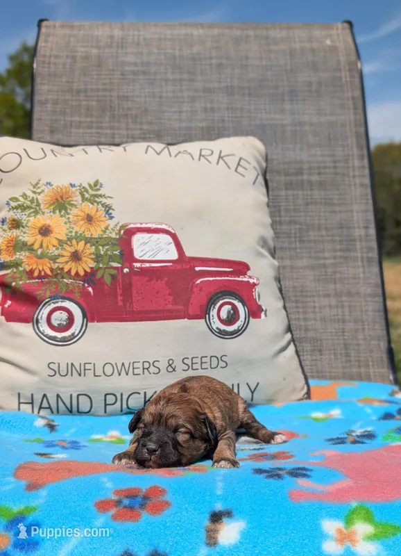 Cece – Bernese Mountain Dog, Miniature Bernedoodle puppy for sale in Dickson, TN