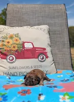 Cece, a female Bernese Mountain Dog and Miniature Bernedoodle for sale in Dickson, TN – Photo 1 of 4