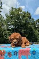 Copper, a male Cavapoo for sale in Dickson, TN – 5 of 6