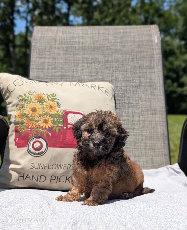 Moose – Cavapoo puppy for sale in Dickson, TN