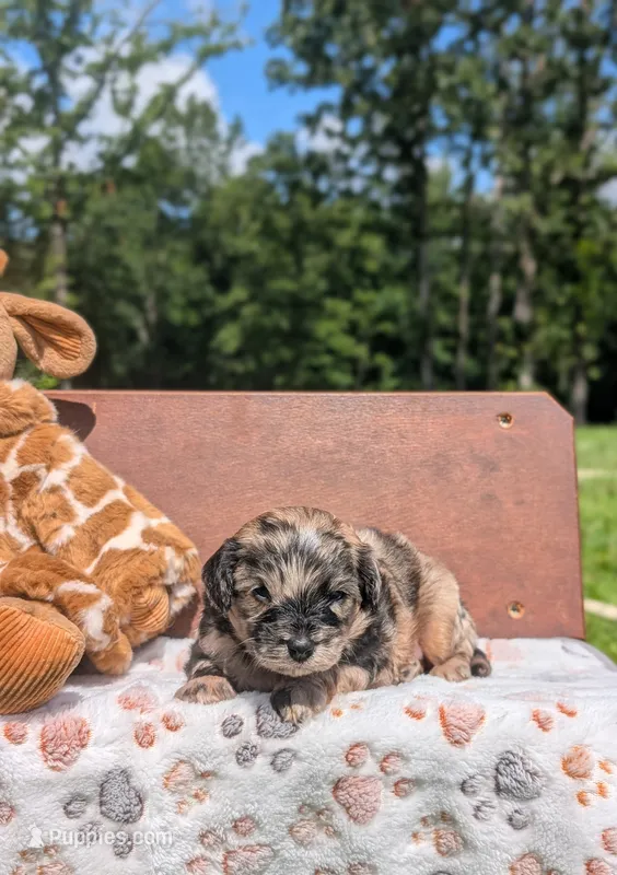 Chewie – Cavapoo puppy for sale in Dickson, TN