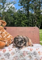 Chewie, a male Cavapoo for sale in Dickson, TN – 1 of 6