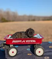 Diego, a female Cavapoo for sale in Dickson, TN – Photo 5 of 6