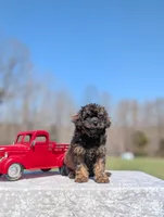 Diego, a male Cavapoo for sale in Dickson, TN – Photo 7 of 10