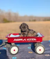 Diego, a female Cavapoo for sale in Dickson, TN – Photo 2 of 6
