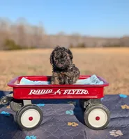 Diego, a female Cavapoo for sale in Dickson, TN – Photo 1 of 6