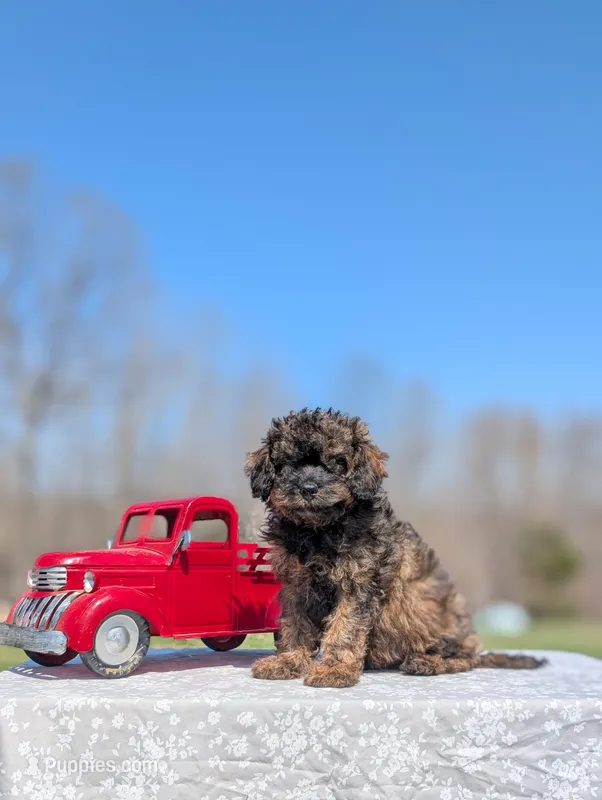 Diego – Cavapoo puppy for sale in Dickson, TN