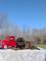 Diego, a male Cavapoo for sale in Dickson, TN – Photo 2 of 10