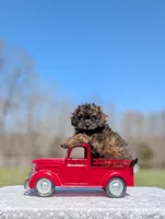 Diego, a male Cavapoo for sale in Dickson, TN – Photo 5 of 10