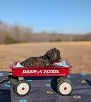 Diego, a female Cavapoo for sale in Dickson, TN – Photo 3 of 6