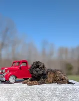 Diego, a male Cavapoo for sale in Dickson, TN – Photo 6 of 10