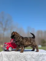 Diego, a male Cavapoo for sale in Dickson, TN – Photo 3 of 10