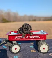 Diego, a female Cavapoo for sale in Dickson, TN – Photo 4 of 6