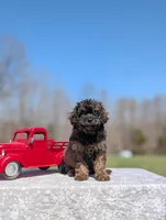 Diego, a male Cavapoo for sale in Dickson, TN – Photo 10 of 10