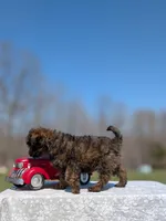 Diego, a male Cavapoo for sale in Dickson, TN – Photo 8 of 10