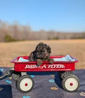 Diego, a female Cavapoo for sale in Dickson, TN – Photo 6 of 6