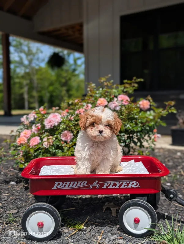 Ava – Cavapoo, Cavalier King Charles Spaniel puppy for sale in Dickson, TN