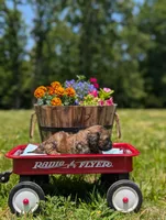 Moose, a male Cavapoo for sale in Dickson, TN – 4 of 7
