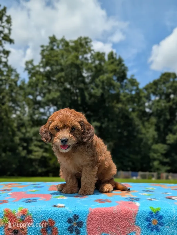 Copper – Cavapoo puppy for sale in Dickson, TN