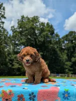 Copper, a male Cavapoo for sale in Dickson, TN – 1 of 6