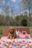Molly, a female Cavapoo and Cavalier King Charles Spaniel for sale in Dickson, TN – Photo 3 of 6