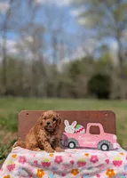 Molly, a female Cavapoo and Cavalier King Charles Spaniel for sale in Dickson, TN – Photo 1 of 6