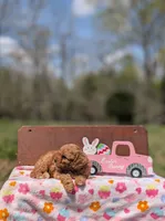 Molly, a female Cavapoo and Cavalier King Charles Spaniel for sale in Dickson, TN – Photo 6 of 6