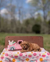 Molly, a female Cavapoo and Cavalier King Charles Spaniel for sale in Dickson, TN – Photo 2 of 6