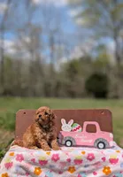 Molly, a female Cavapoo and Cavalier King Charles Spaniel for sale in Dickson, TN – Photo 5 of 6