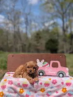 Molly, a female Cavapoo and Cavalier King Charles Spaniel for sale in Dickson, TN – Photo 4 of 6