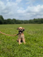 Rigby, a male Cavapoo for sale in Dickson, TN – 2 of 9
