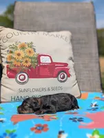 Murphy, a male Bernese Mountain Dog and Miniature Bernedoodle for sale in Dickson, TN – Photo 1 of 3