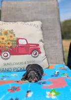 Murphy, a male Bernese Mountain Dog and Miniature Bernedoodle for sale in Dickson, TN – Photo 2 of 3