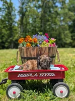 Moose, a male Cavapoo for sale in Dickson, TN – 5 of 7