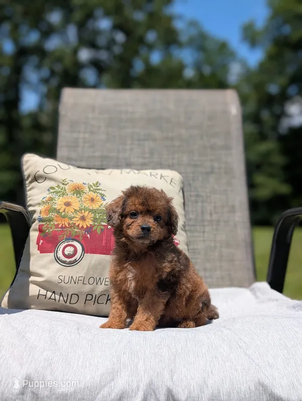 Diego – Cavapoo puppy for sale in Dickson, TN